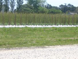 Tomato Stakes