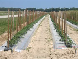 Tomato Stakes